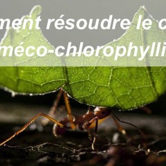 342 - Le conflit myrméco-chlorophyllien