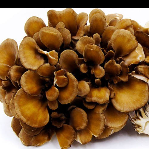Stream episode Maitake Why This Weird Looking Mushroom Can Be Good for