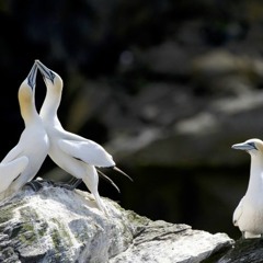 Ditinggal Rabi Cover Keroncong Version