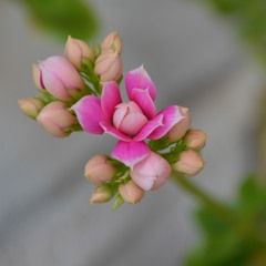 Flowers of May