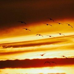 On Light and Birds (2017) - for woodwind quintet