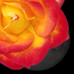 Flower Moon - Original