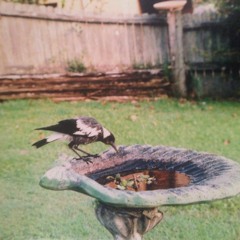 drug song (dave bixby)