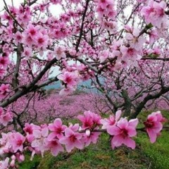 แอบบอกรัก (Bí Mật Nói Yêu)-Jaonaay