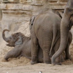 SLOTZs3 Baby Elephants