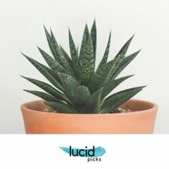 Lucid Picks: 005