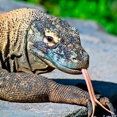 Live Like The Lizard