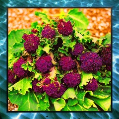 Purply Broccoli - (prod. by Griesgrammar)