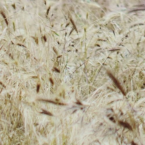 zella day x josh bernstein - compass