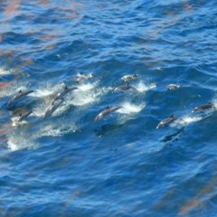 Black Seas (Demo Mix)