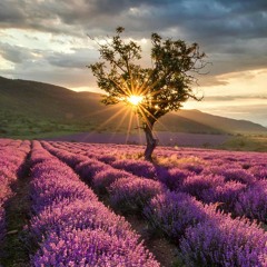 محمد خاطر | من سورة النساء| رمضان 1439