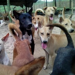 လြတ္လပ္အေတြးေဆြးေႏြးဖလွယ္ ေခြးေလေခြးလြင့္ထိန္းခ်ဳပ္ေရး ေဆြးေႏြး