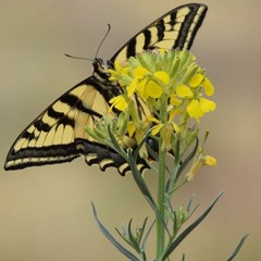 Here I Come (Stack Up)