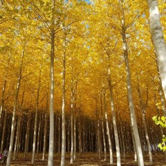 Berlin Song by Ludovico Einaudi