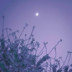 Dear Moon