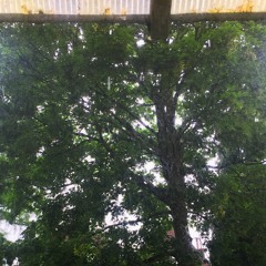 Geluid #31: kletterende regenbui