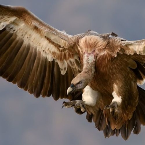 My Vultures - written by Zia Doyle - read by @megwaf