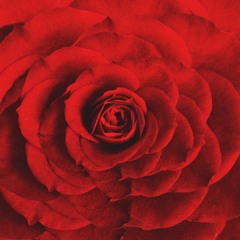 roses for you. (prod. elijah who)