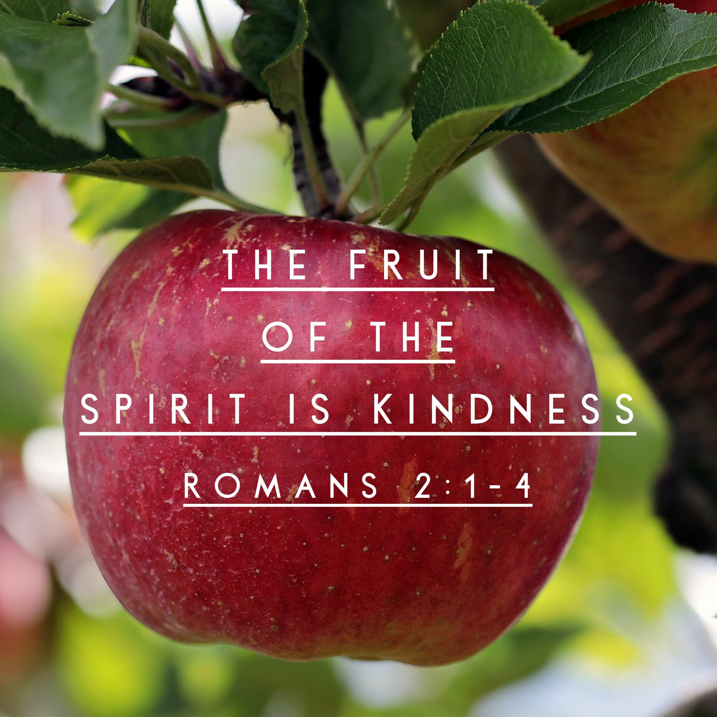 The Fruit of the Spirit is Kindness, Romans 2:1-4 episode artwork