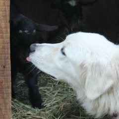 Presumption of Ignorance