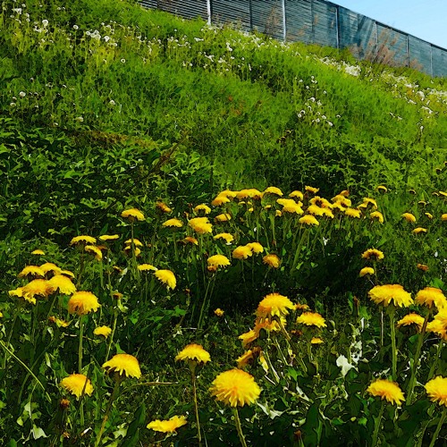 Stream The Weeds Of Love by Popfinger | Listen online for free on ...