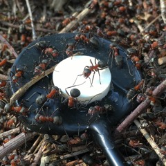 Ants