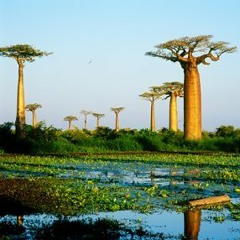 Baobab Tree