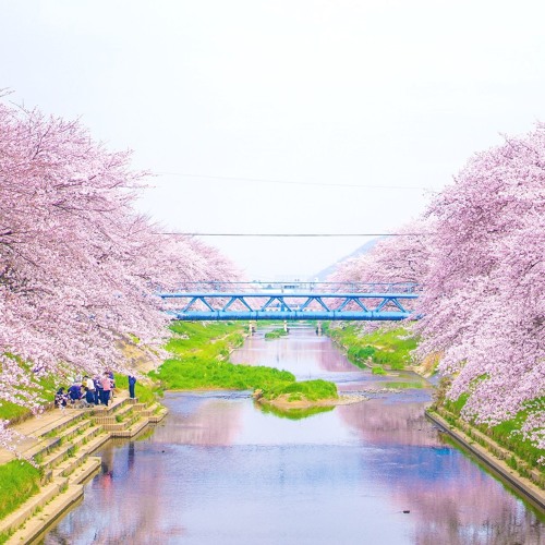 桜並木の散歩道 By Mizusato 桜並木の散歩道 By Mizusato