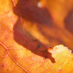 AUTUMN fading IntoWinter At the end of the field(NaviarHaiku230)