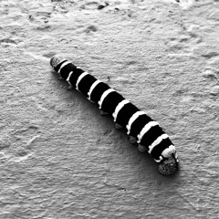 Creature Nine