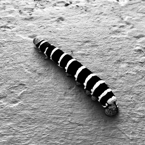 Creature Nine