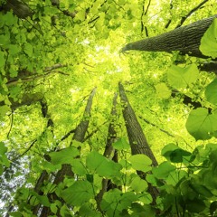Inside a 2000 year-old lime tree