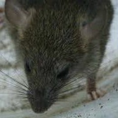 Roger Rat