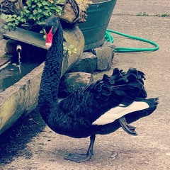 95 Danny Mommens (SeXmachines, dEUS, Vive La Fete)