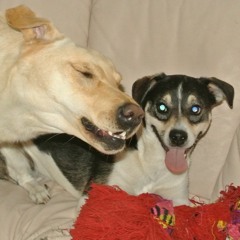 MadMazzo's Frenchcore Madness