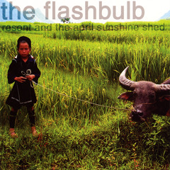 The Flashbulb — Beaker Sunset