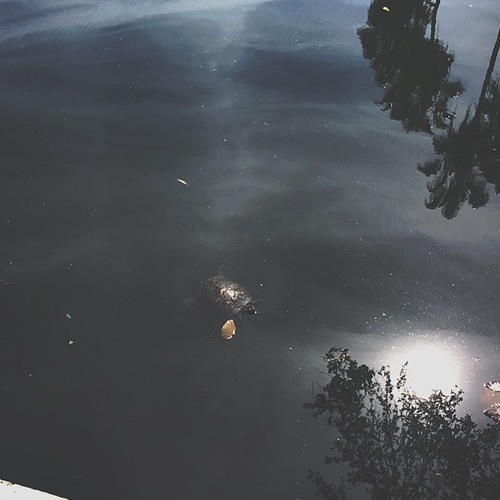 the turtle float