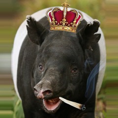 SPLENDATA ~ като ТАПИР (fonkeydemo'14)