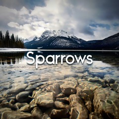 Sparrows