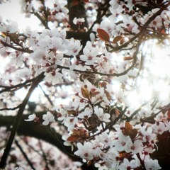 cherry trees in bloom.