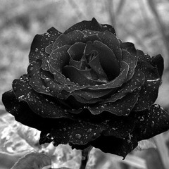 07 Black Roses - Falcko