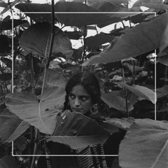 Premiere: Noah Pred "Rogue Blossoms" - Modularfield