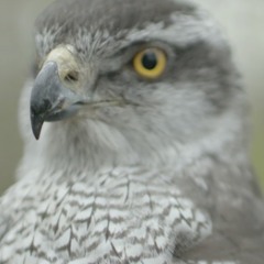 Wildlife Documentary Promotional Reel