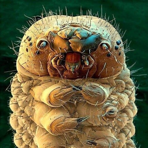 Melt - Parasite 142bpm *Unmastered* Preview