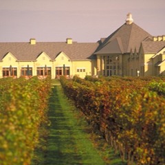 ブドウ畑と夏の終わり