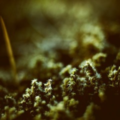 Pōe // archives