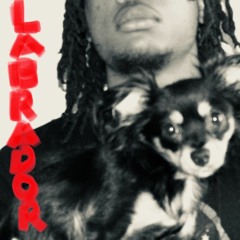 Jy Db-LABrador