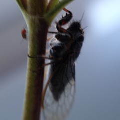 Woodland Cicada