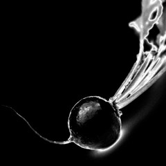 Raphanus Sativus (Lab 1 Mix)