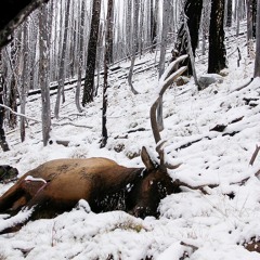 Hunt Mula - Tighten Up